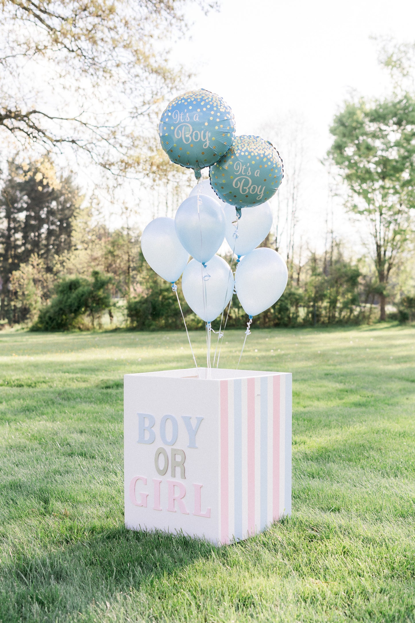 Gender Reveal Box Rental including balloons